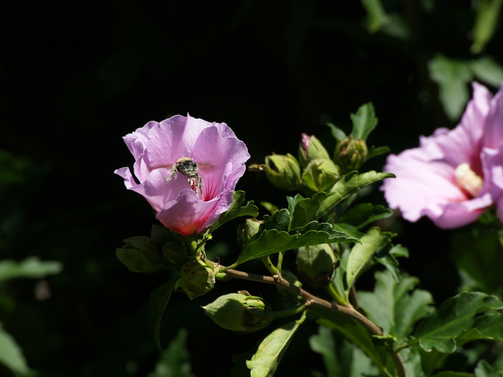 a pink flower with a bee on it