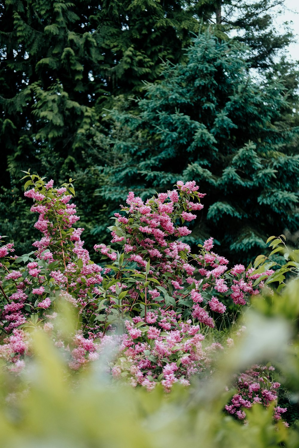 pink flowers in a garden with trees in the background