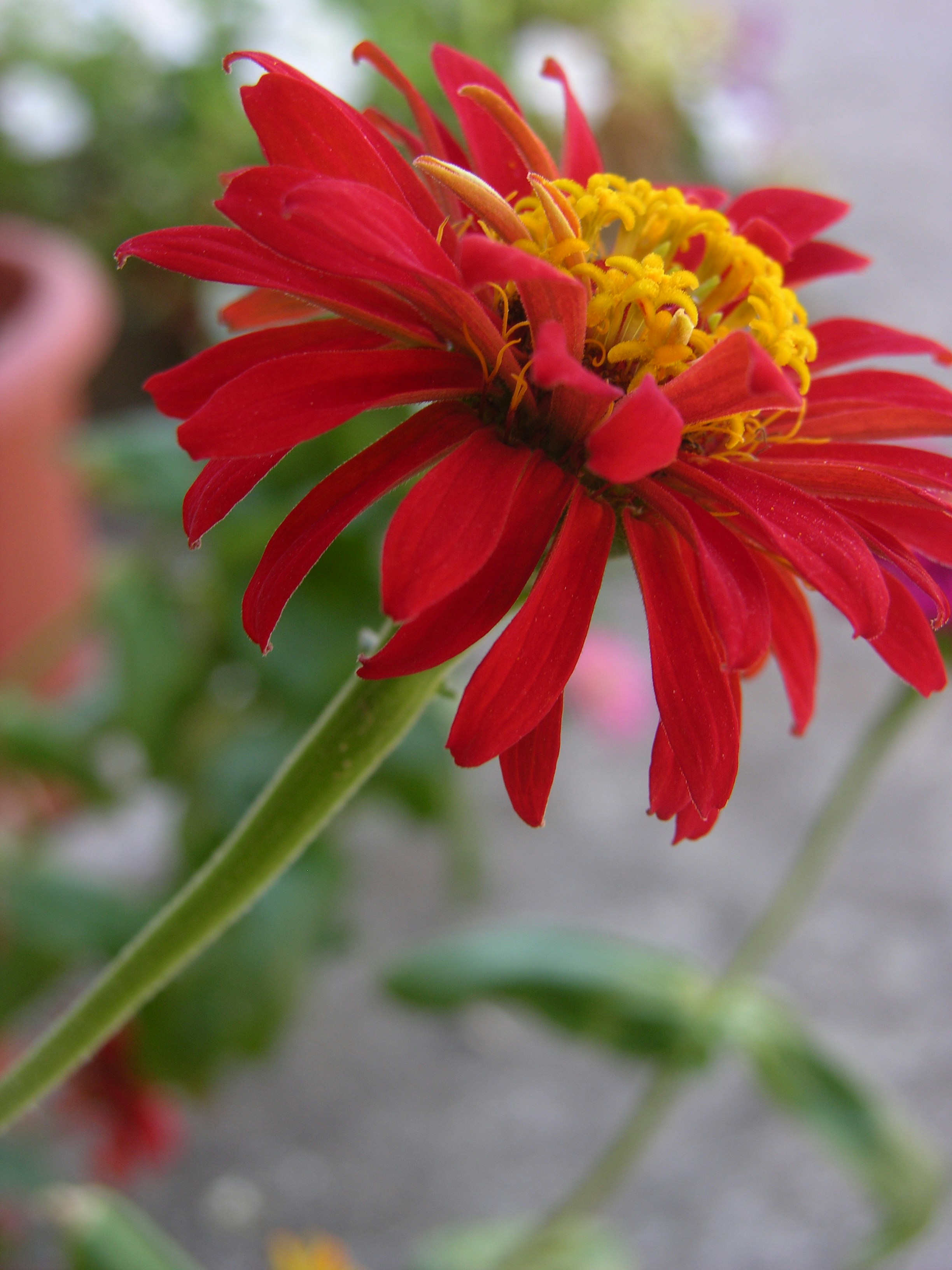 a close up of a red flower with yellow stamen