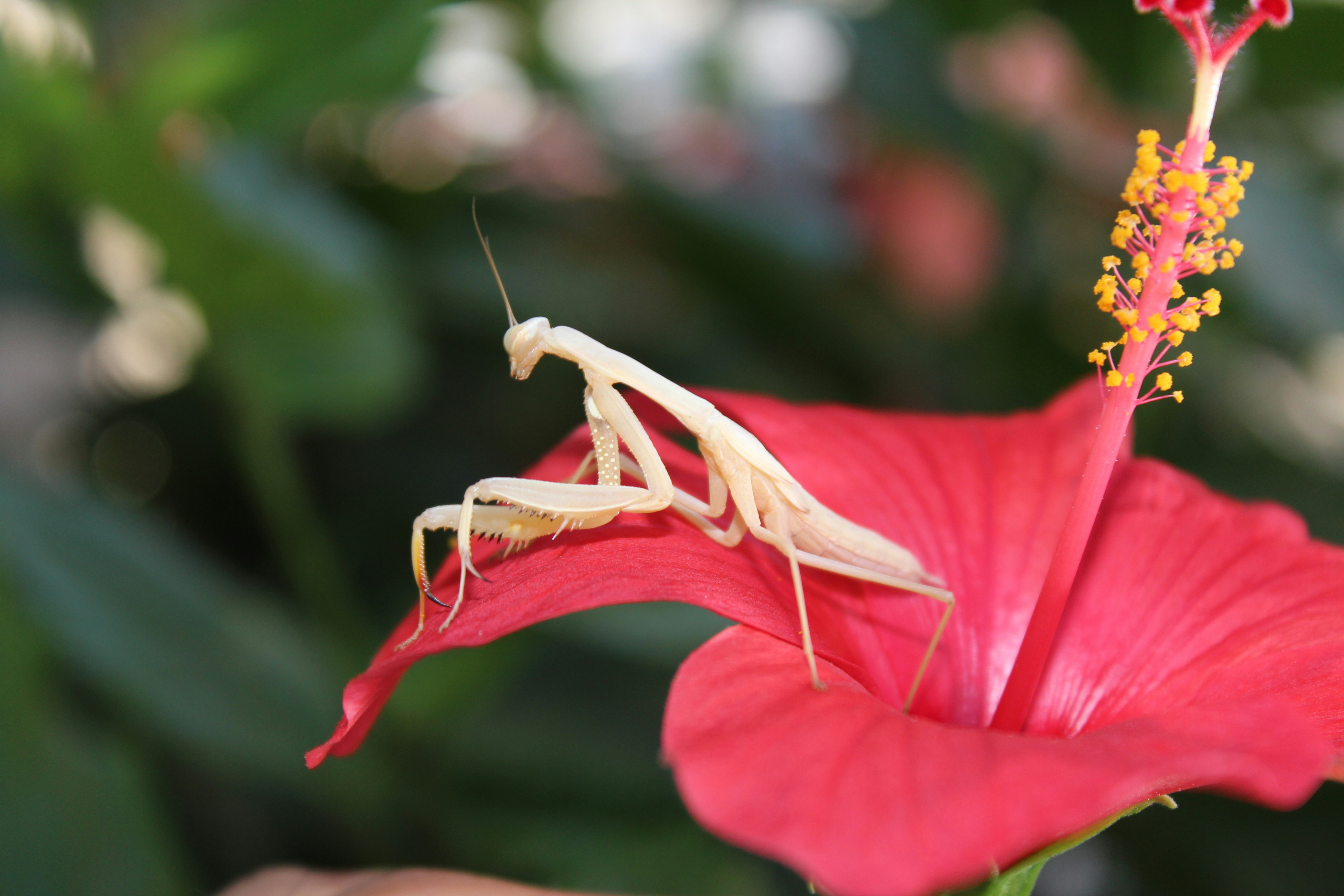 a close up of a flower with a praying mantisbee on it