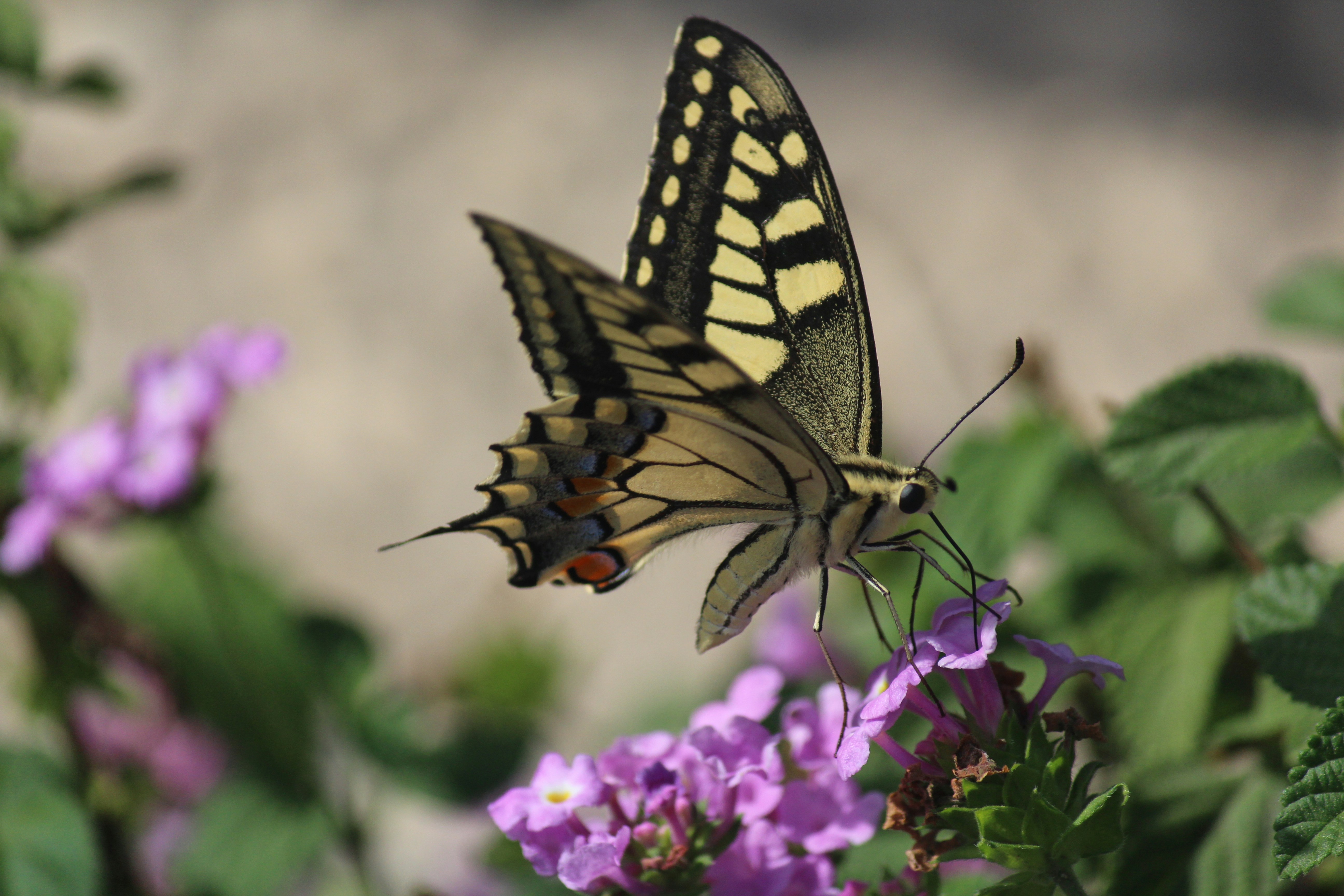 Photo by luckyhtcsensation