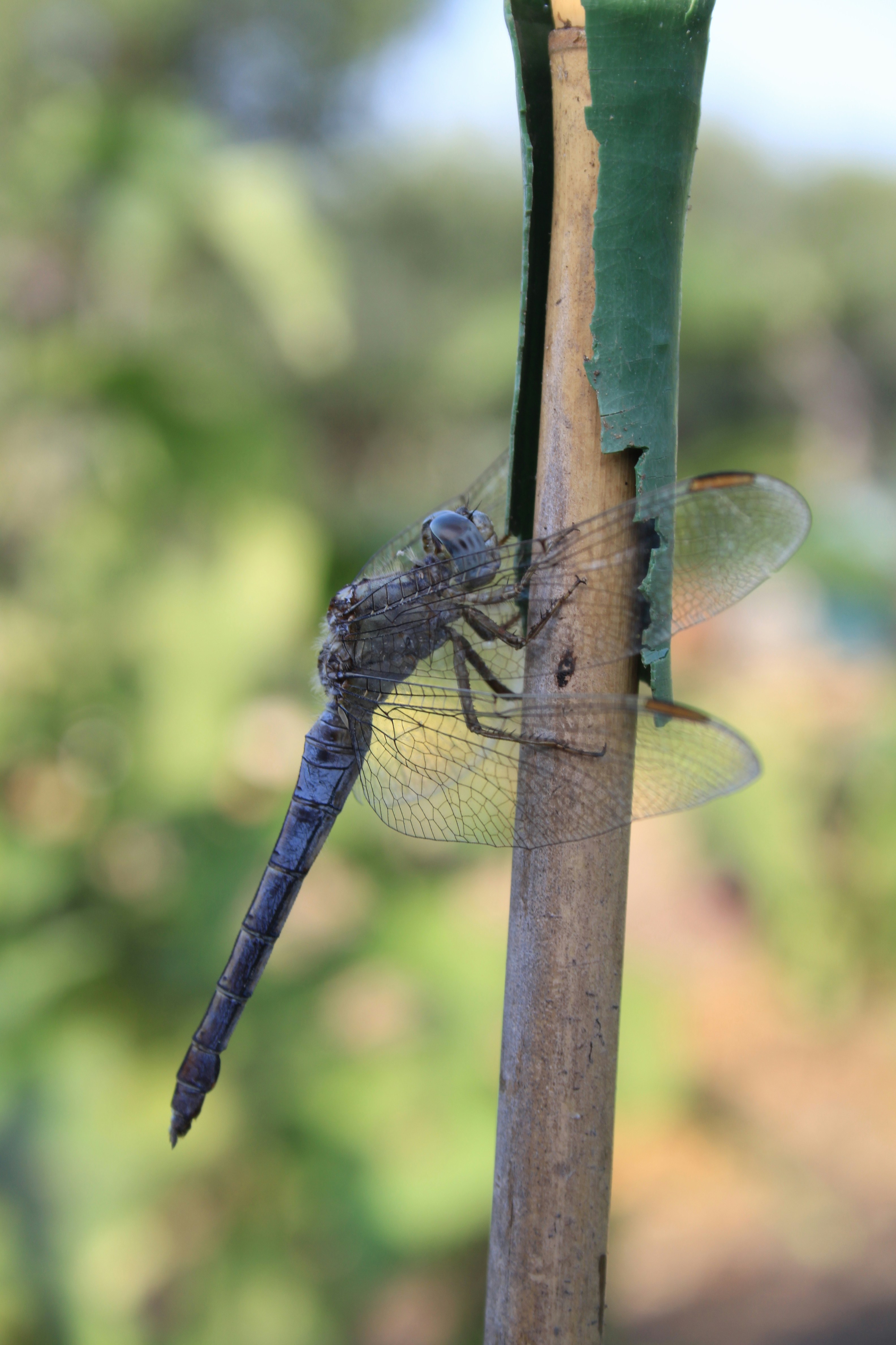 a blue dragonfly sitting on top of a wooden pole