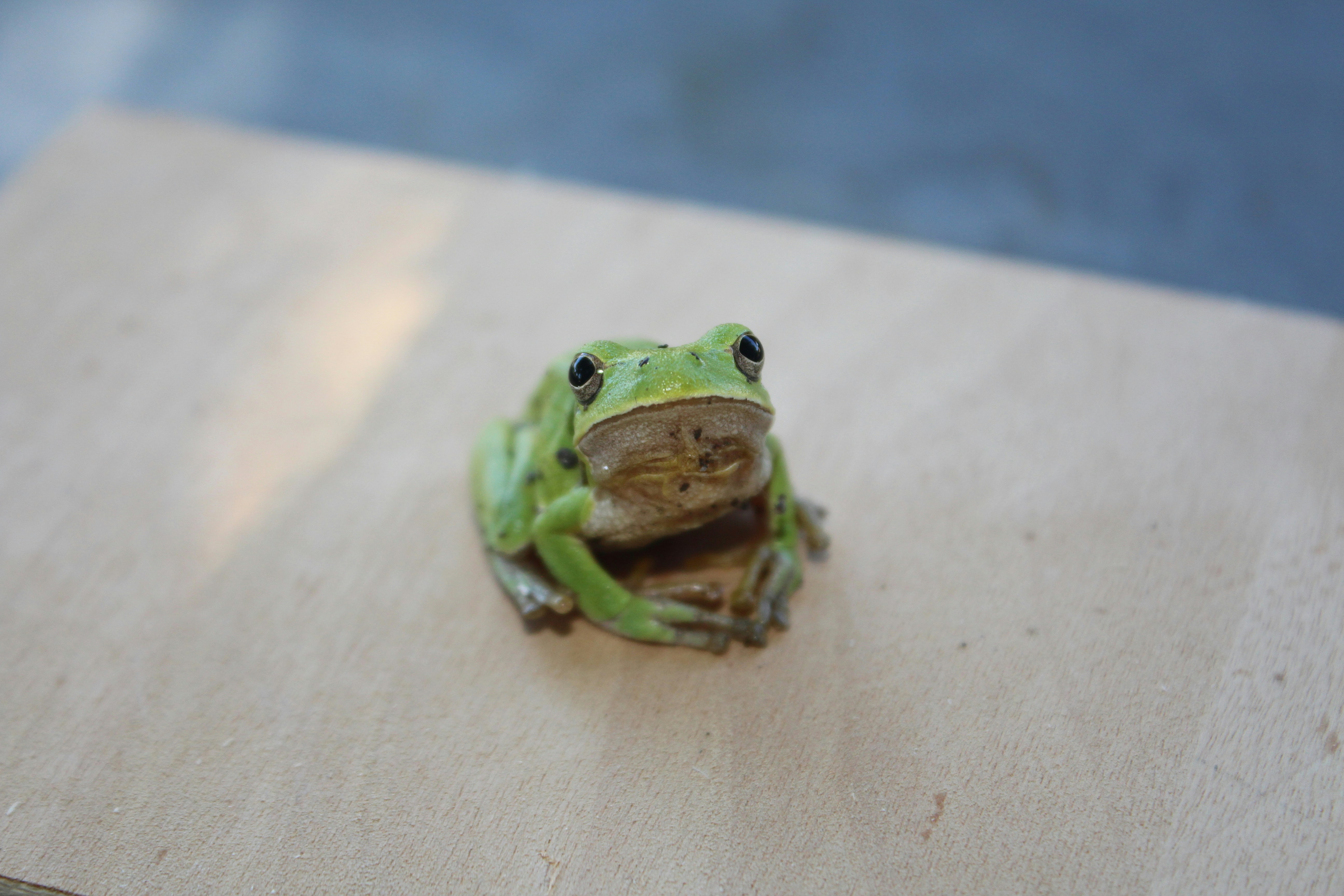 a green frog sitting on top of a wooden table