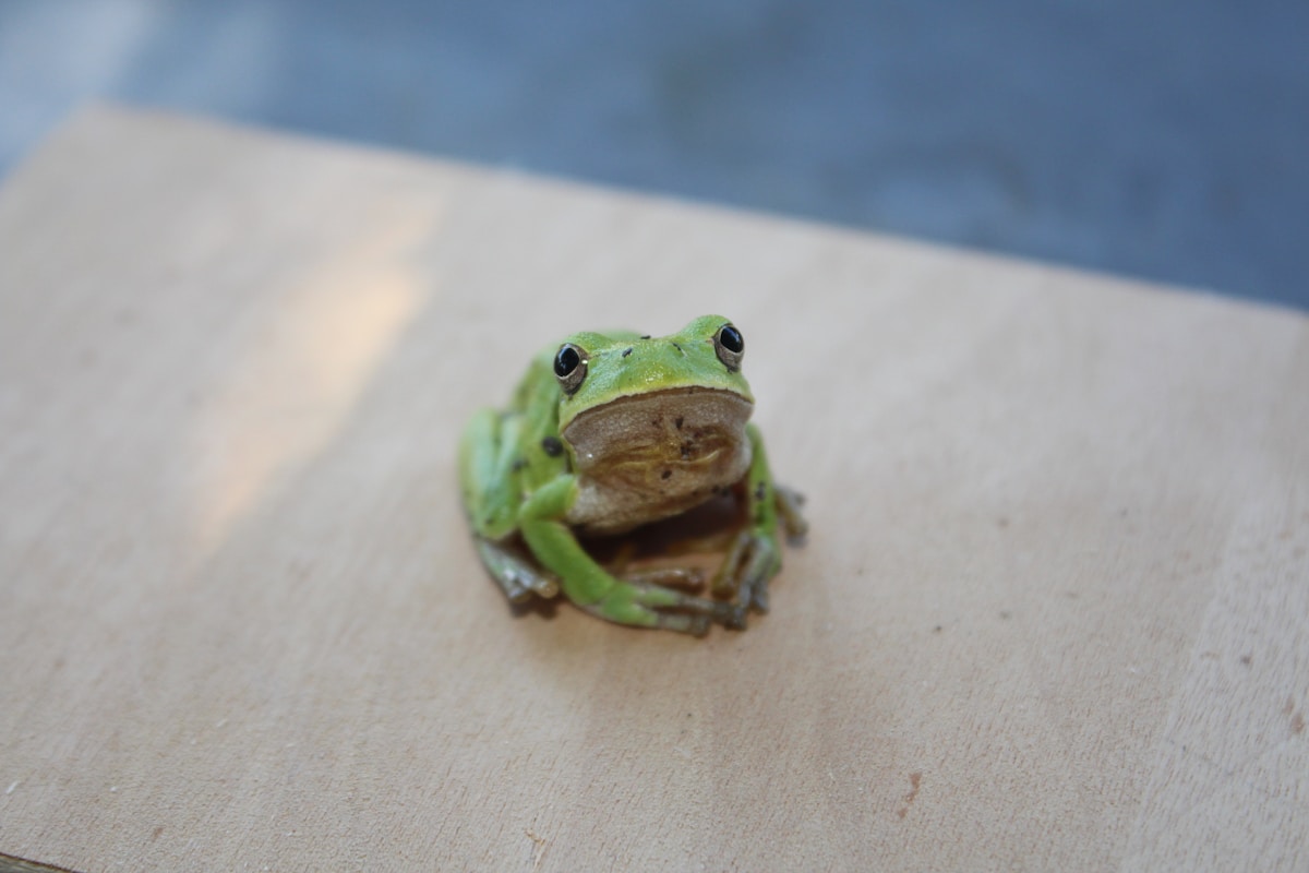 Der Ingenieur und die Frosch