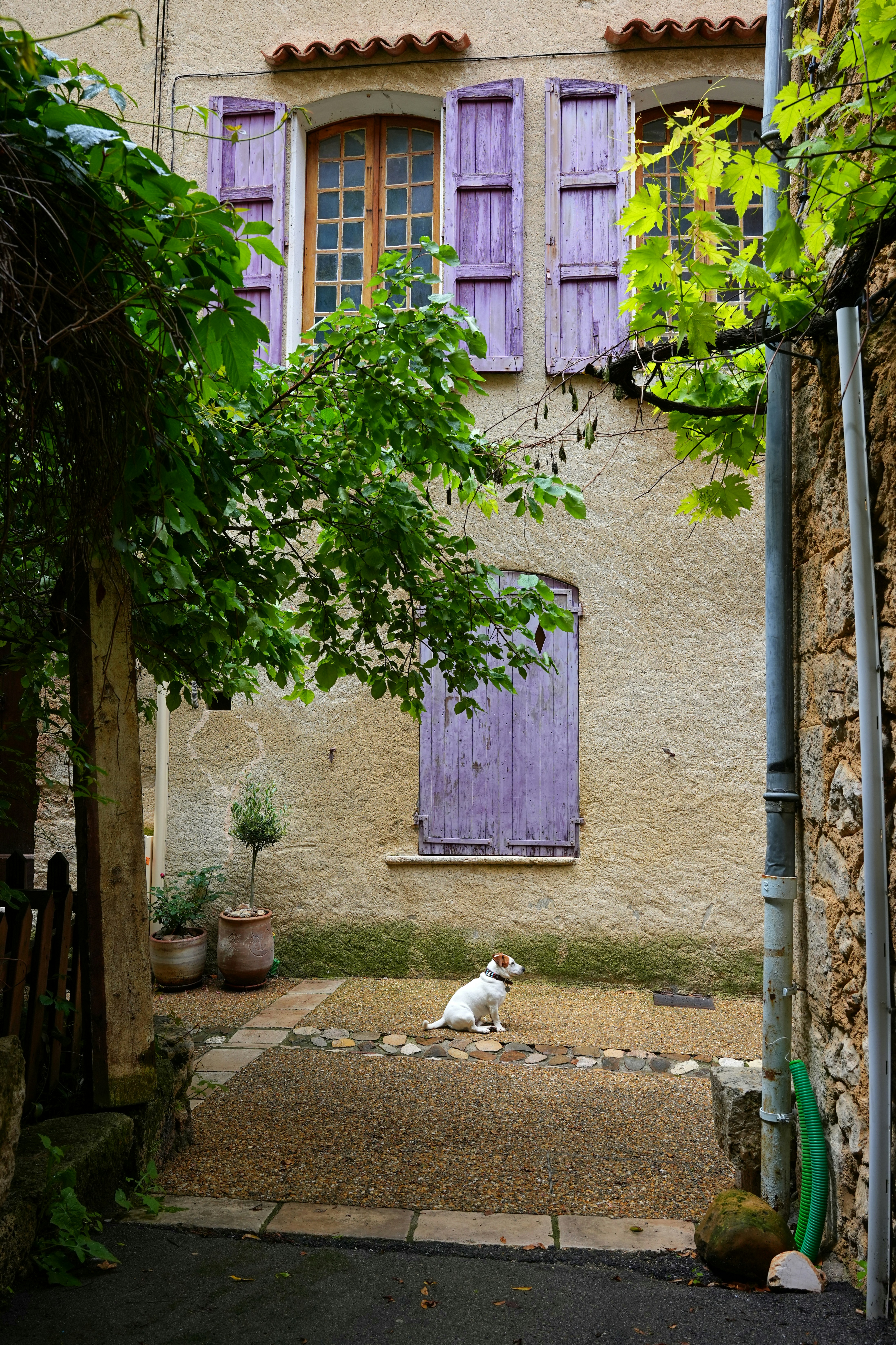 a dog laying on the ground in front of a building