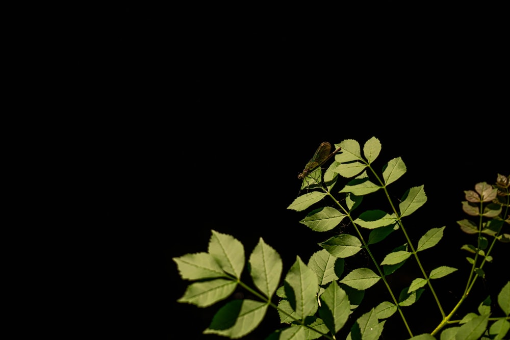 a close up of a plant with green leaves