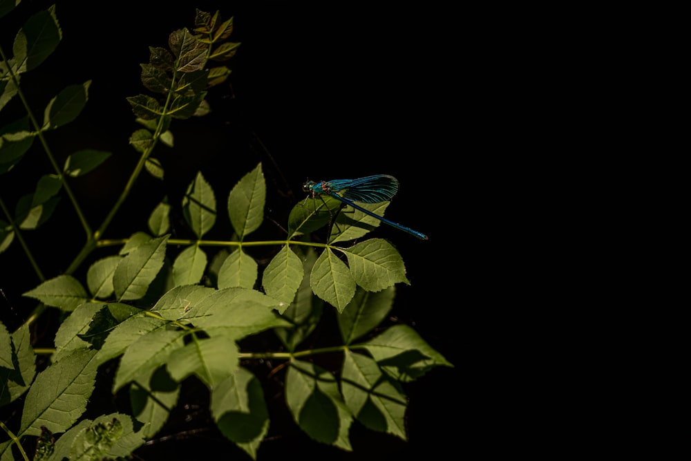 a blue dragonfly sitting on top of a leafy plant