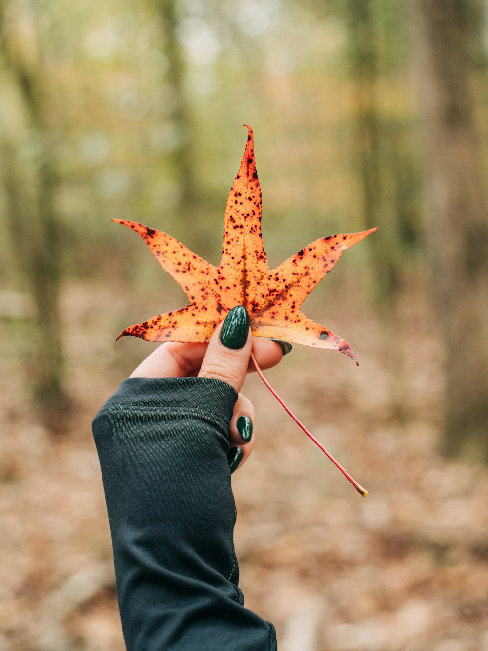 a person holding a leaf in their hand