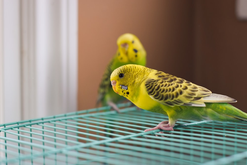 a couple of birds that are sitting on a cage