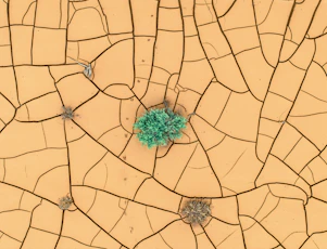 a green plant sprouts out of a crack in the ground