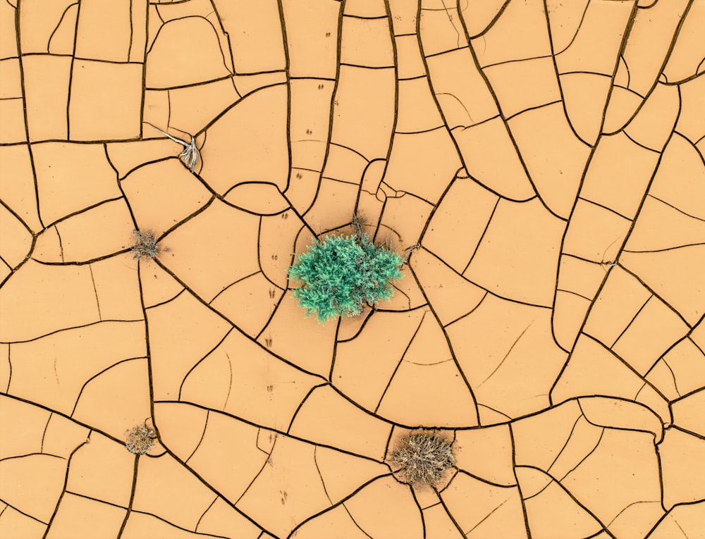 緑の植物が地面の亀裂から芽生える