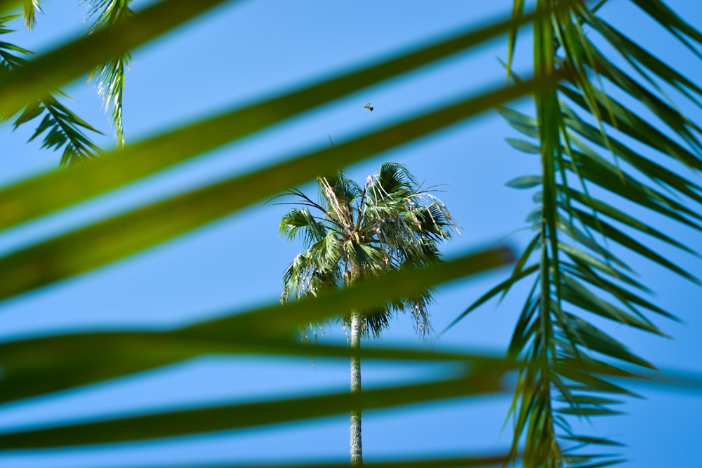 a palm tree is seen through the leaves of a palm tree