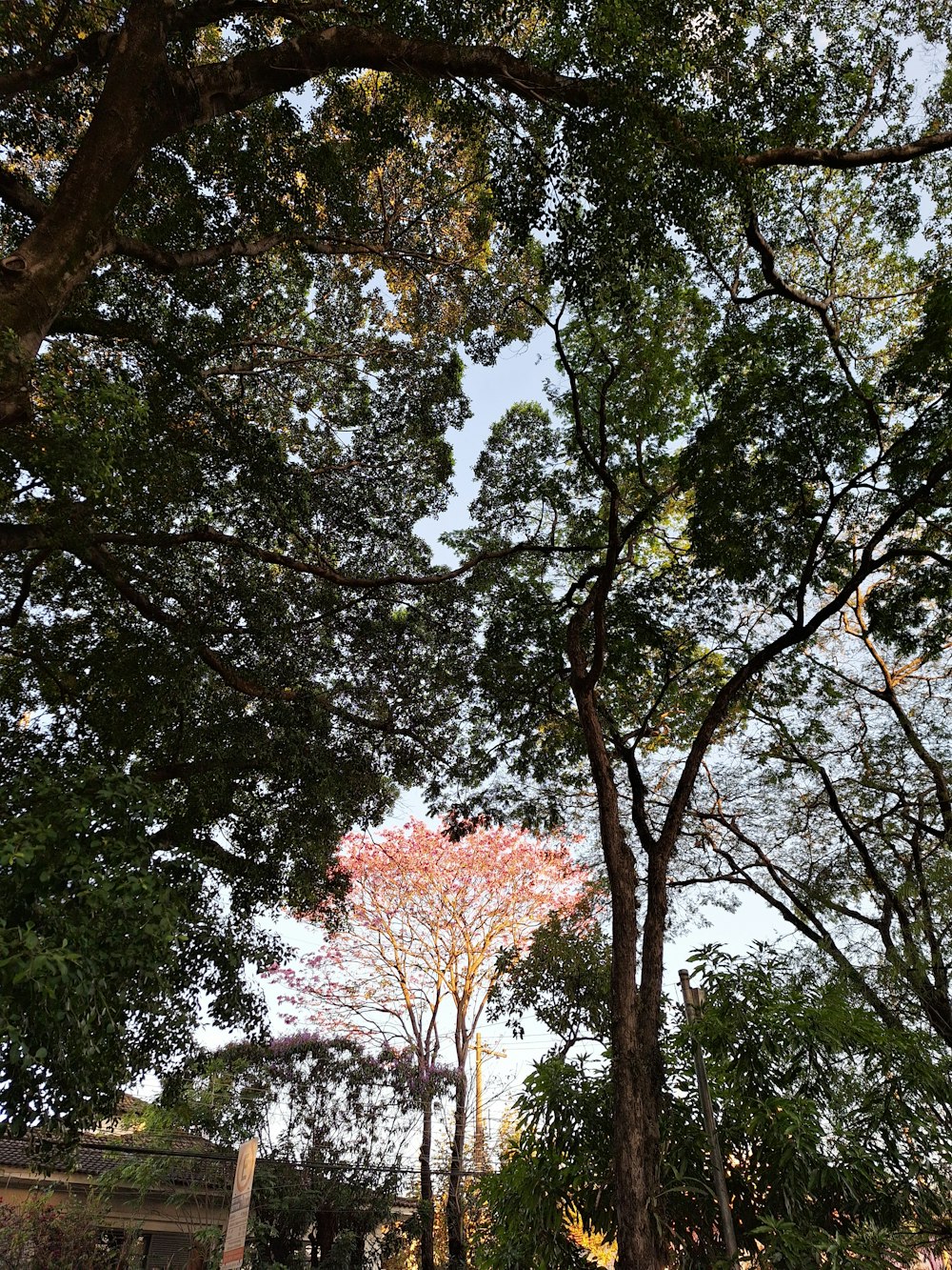 a group of trees that are next to each other