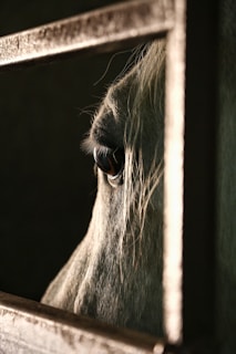 Close-up of a horse looking out from its comfortable box at Liderówka