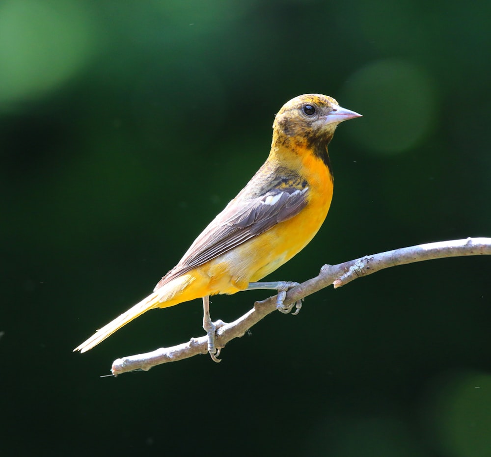 Un pájaro amarillo y gris sentado en una rama