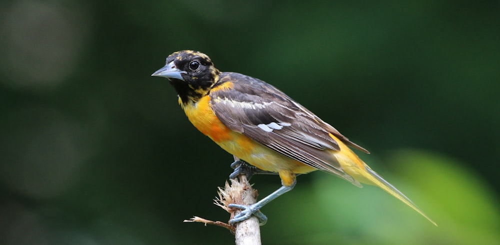 a small bird perched on top of a tree branch