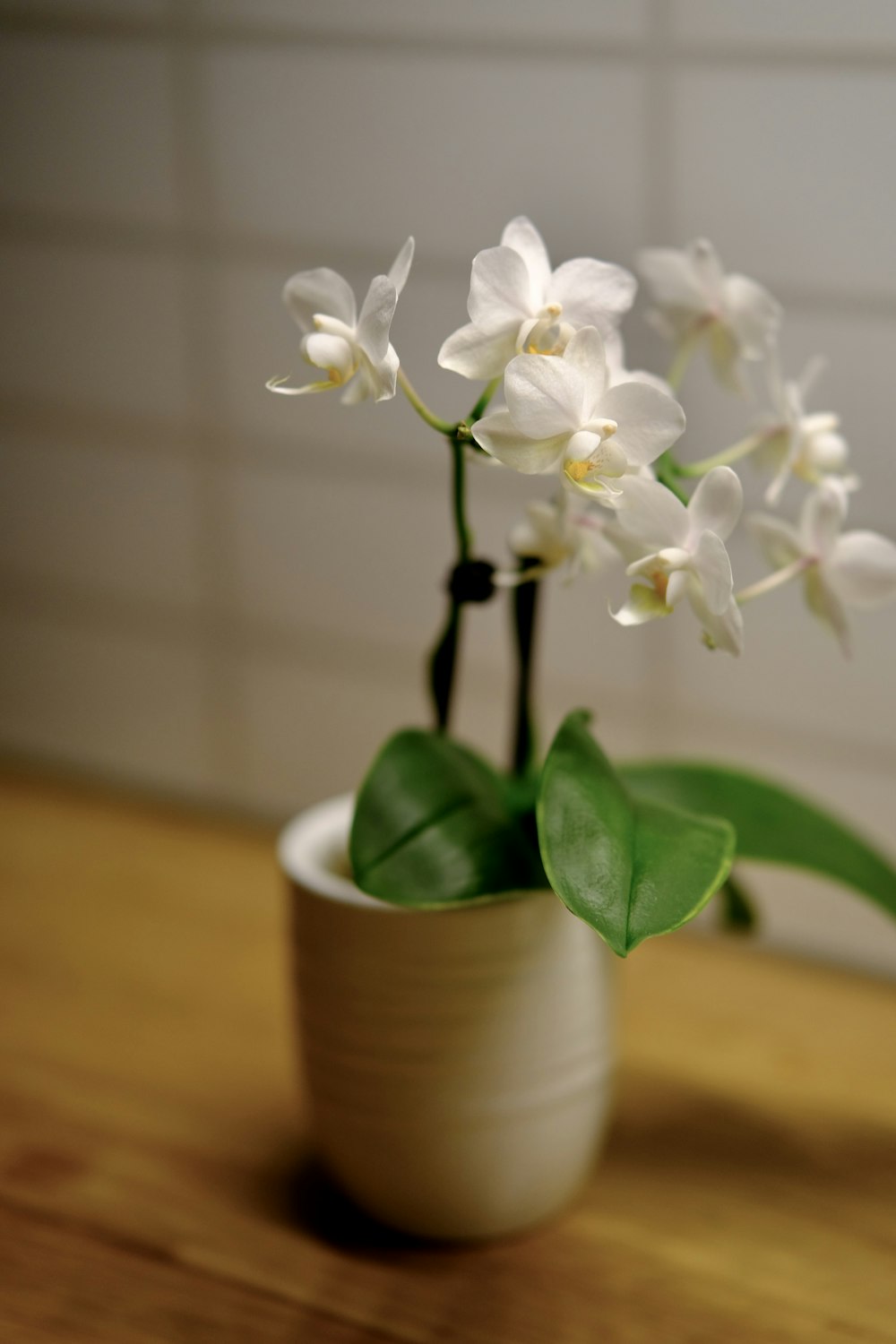 a white flower in a white vase on a wooden table