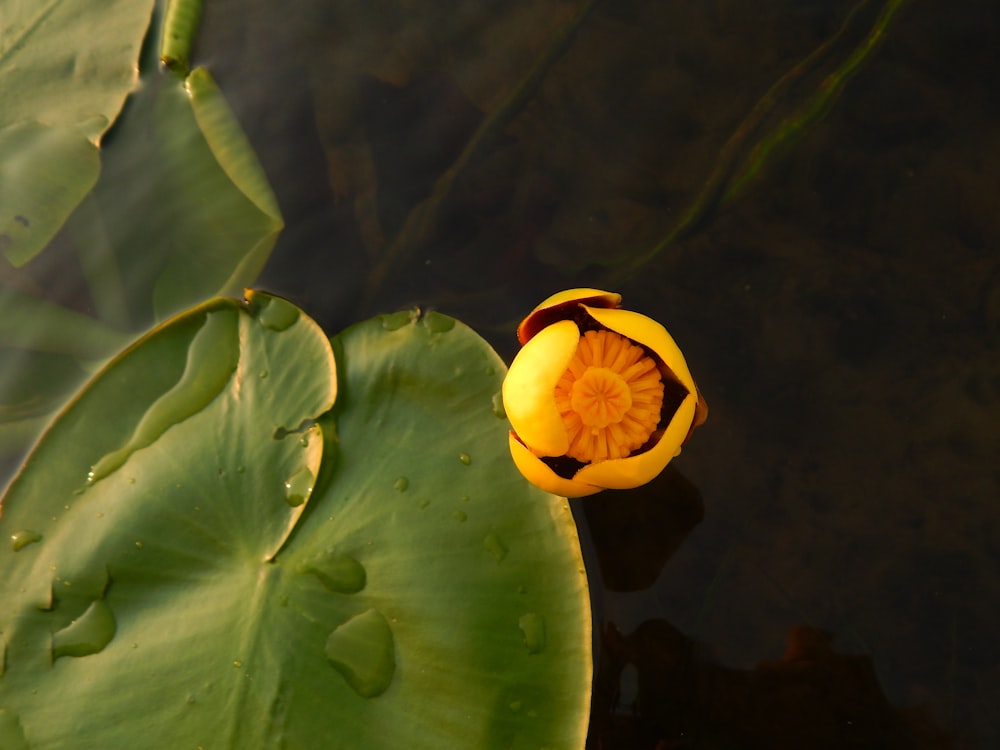 a yellow and red flower sitting on top of a green leaf