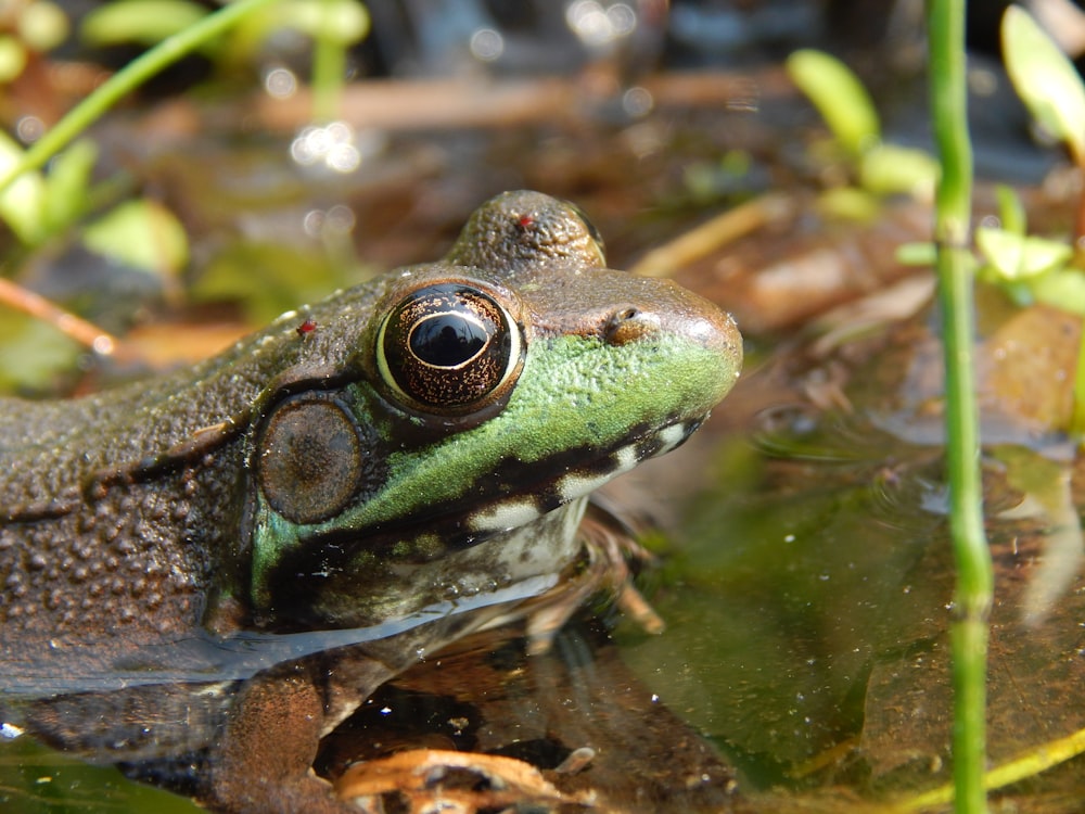 a close up of a frog in a pond