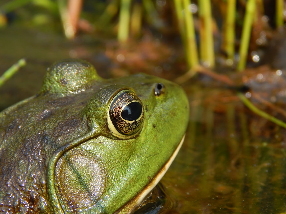 a close up of a frog in a pond