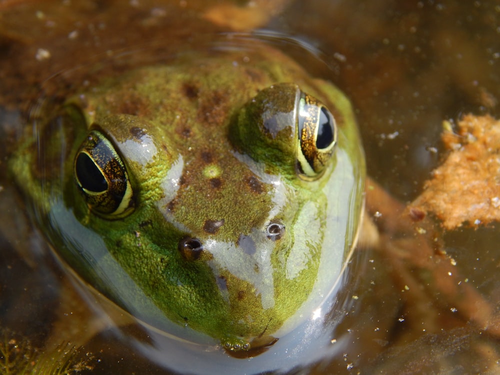 a close up of a frog's face in water