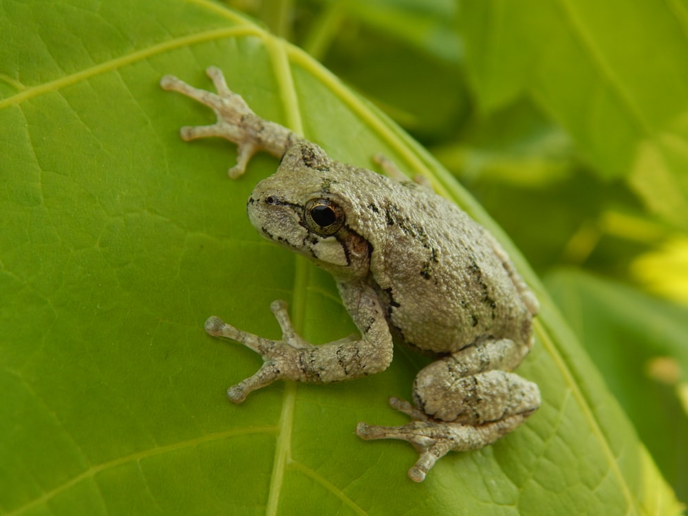 a frog is sitting on a green leaf