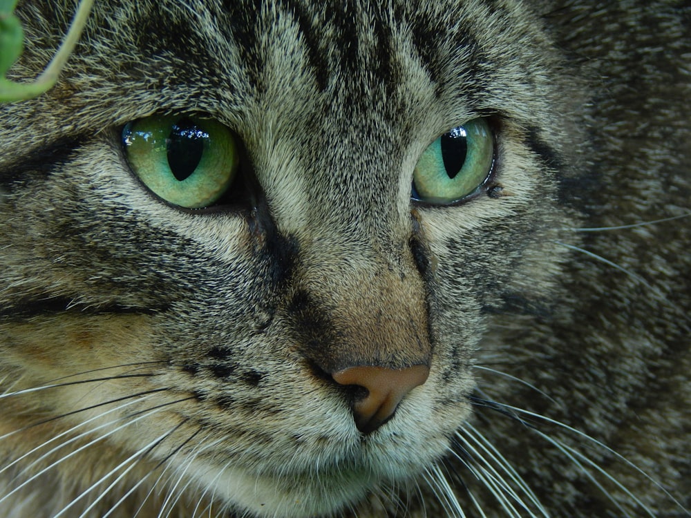 a close up of a cat with green eyes