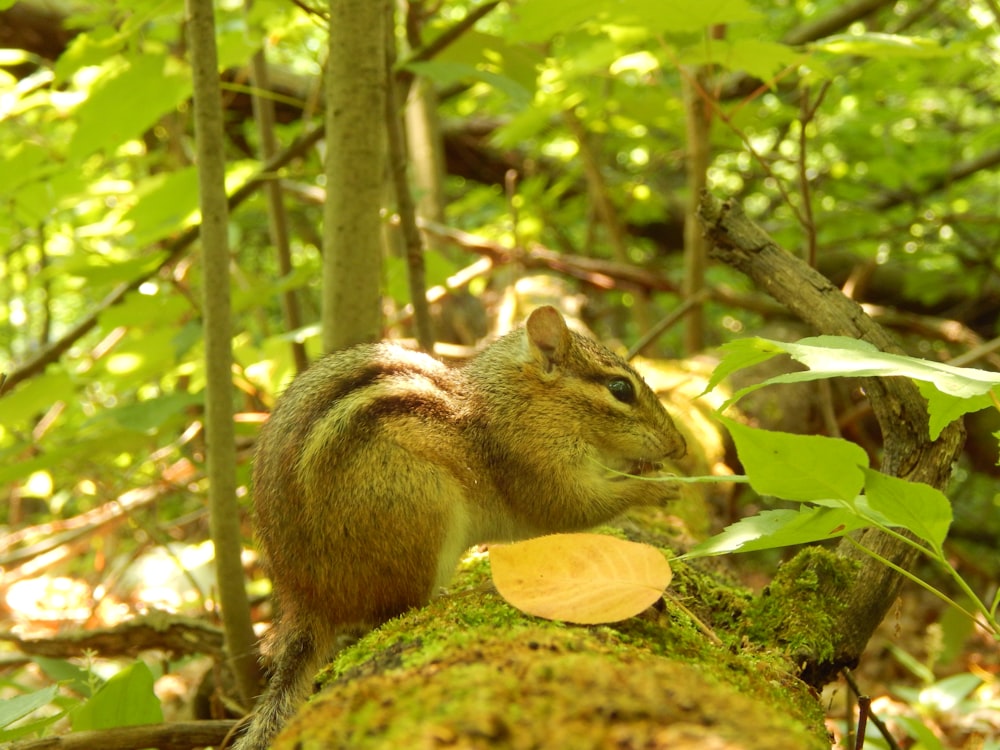 Uno scoiattolo è in piedi su un tronco muschioso nel bosco