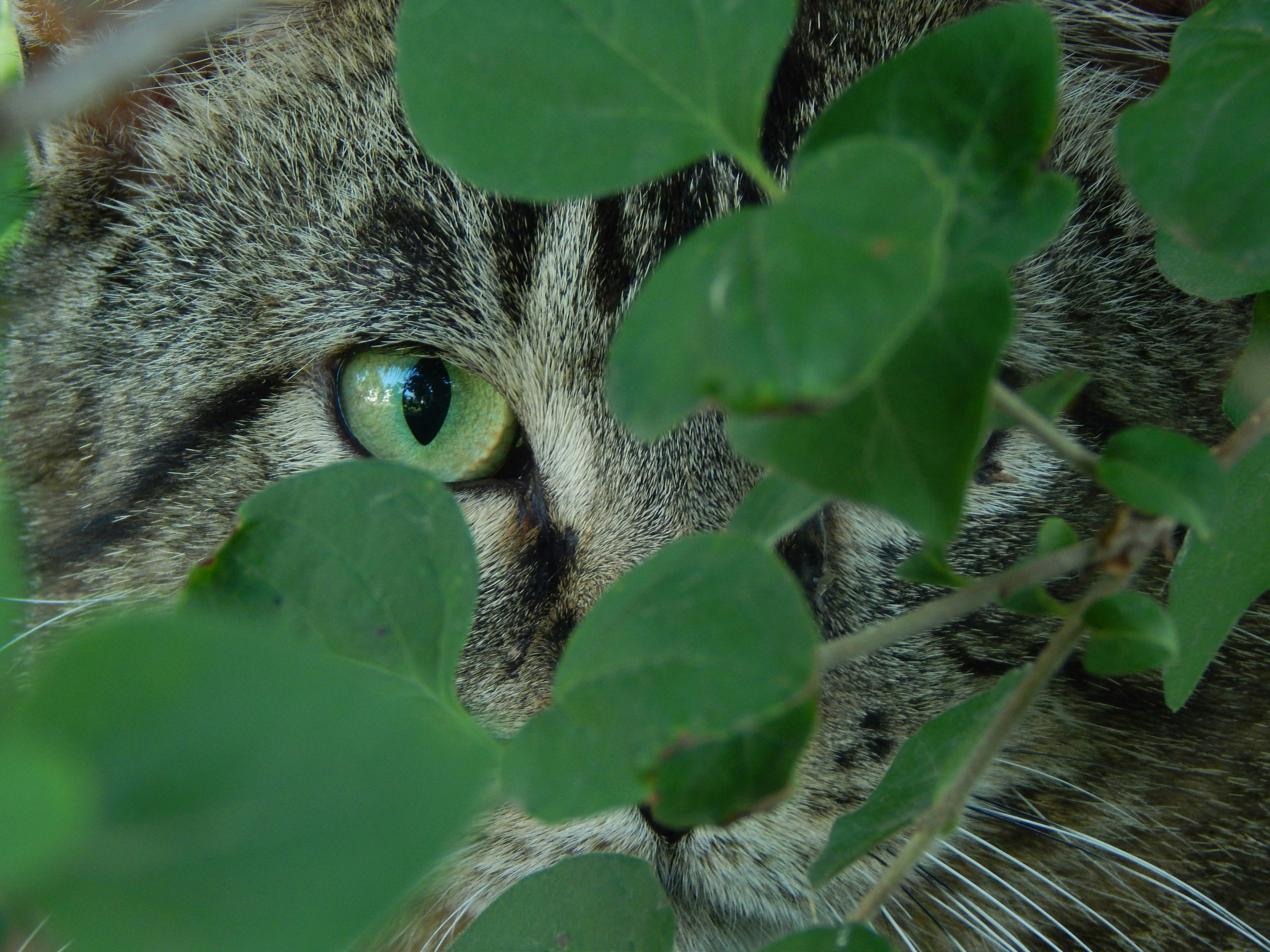 Escape Artists Extraordinaire (image credits: unsplash)