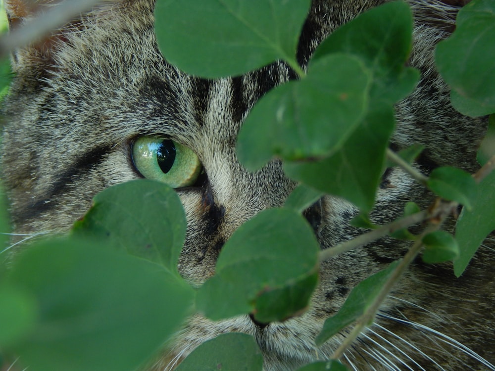 Un primer plano de un gato con ojos verdes