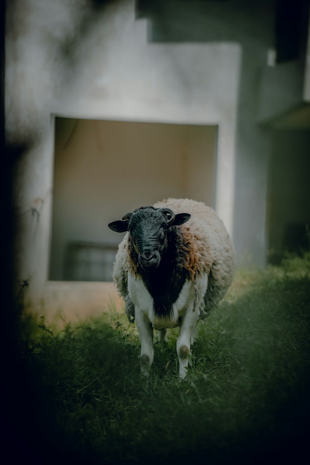 a black and white sheep standing in the grass