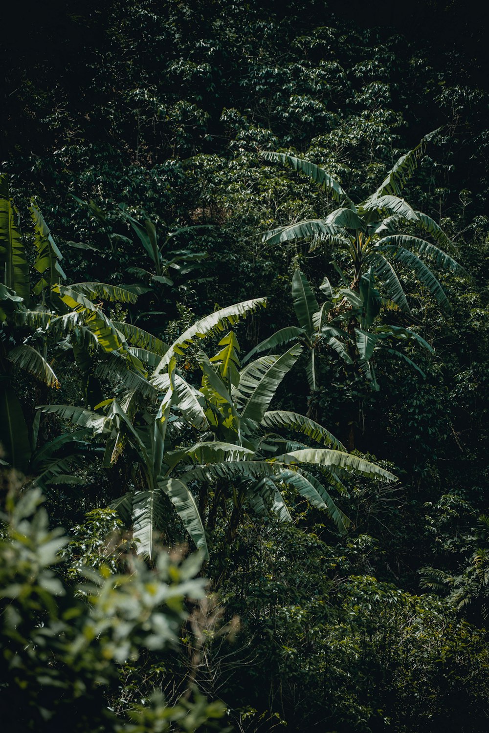 a lush green forest filled with lots of trees