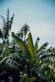 Lush banana plants flourishing with vibrant green leaves under a clear sky.