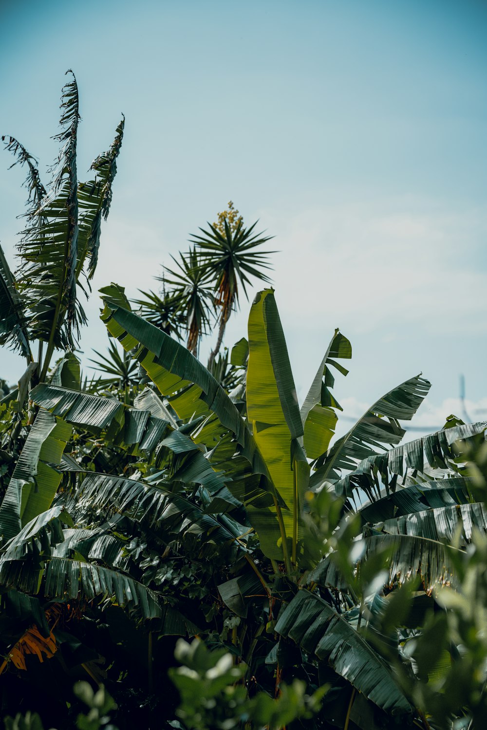 a bunch of green plants that are next to each other