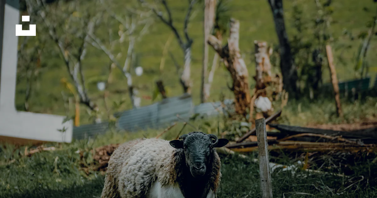 Costa Rican Sheep A black and white sheep standing in the grass photo – Free Costa rica ...