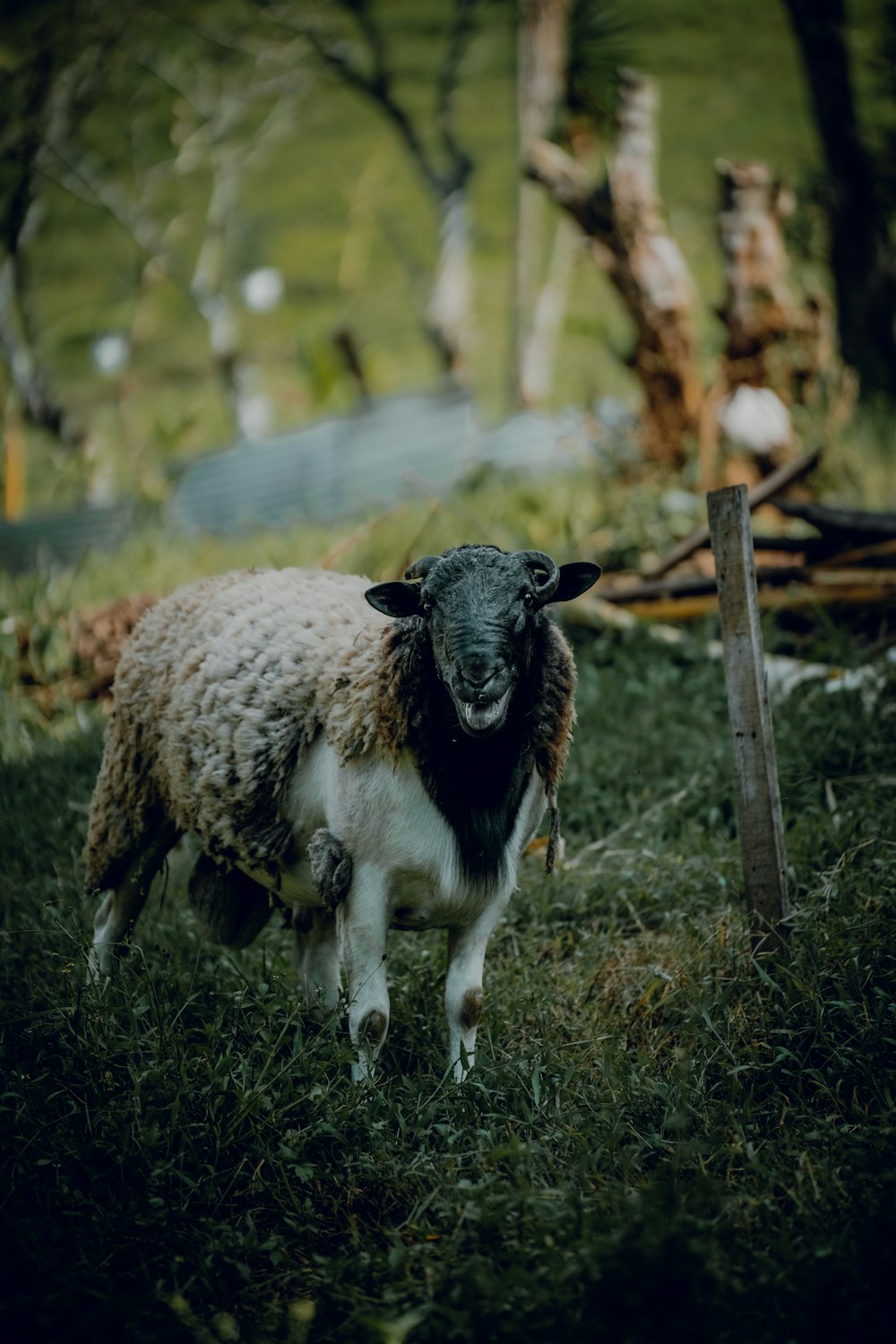 a sheep standing in the grass near a fence