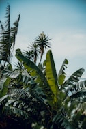 a banana tree with lots of green leaves