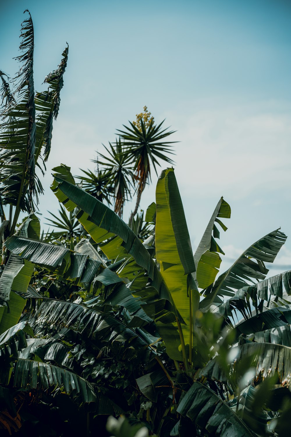 a banana tree with lots of green leaves