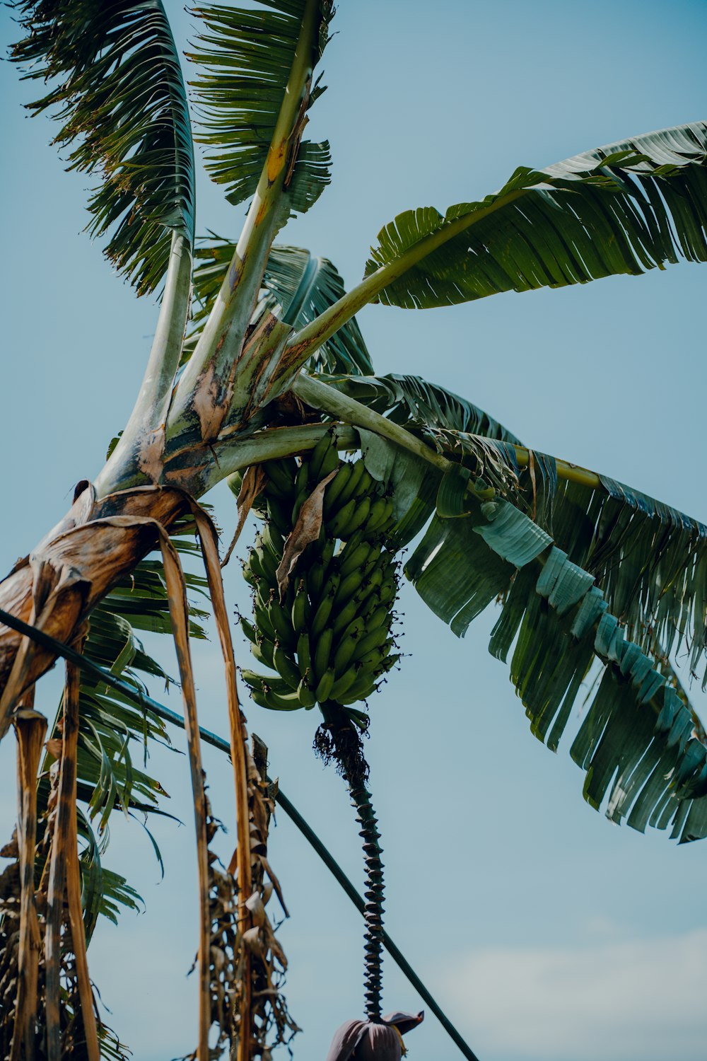 a bunch of bananas hanging from a tree