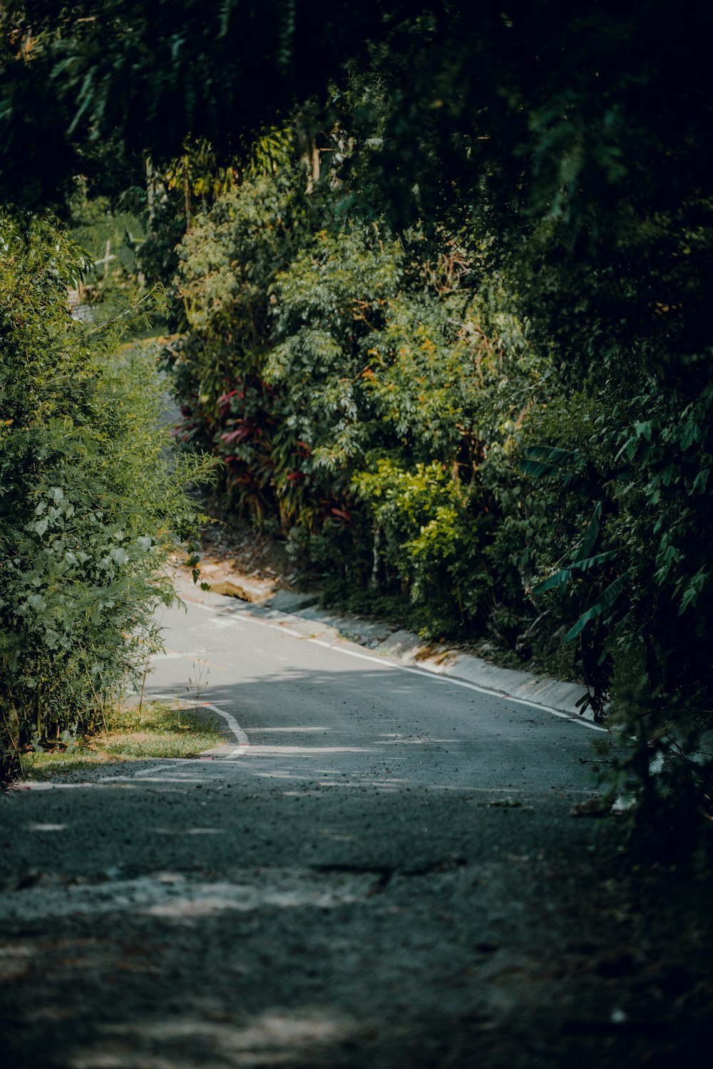 an empty road surrounded by trees and bushes