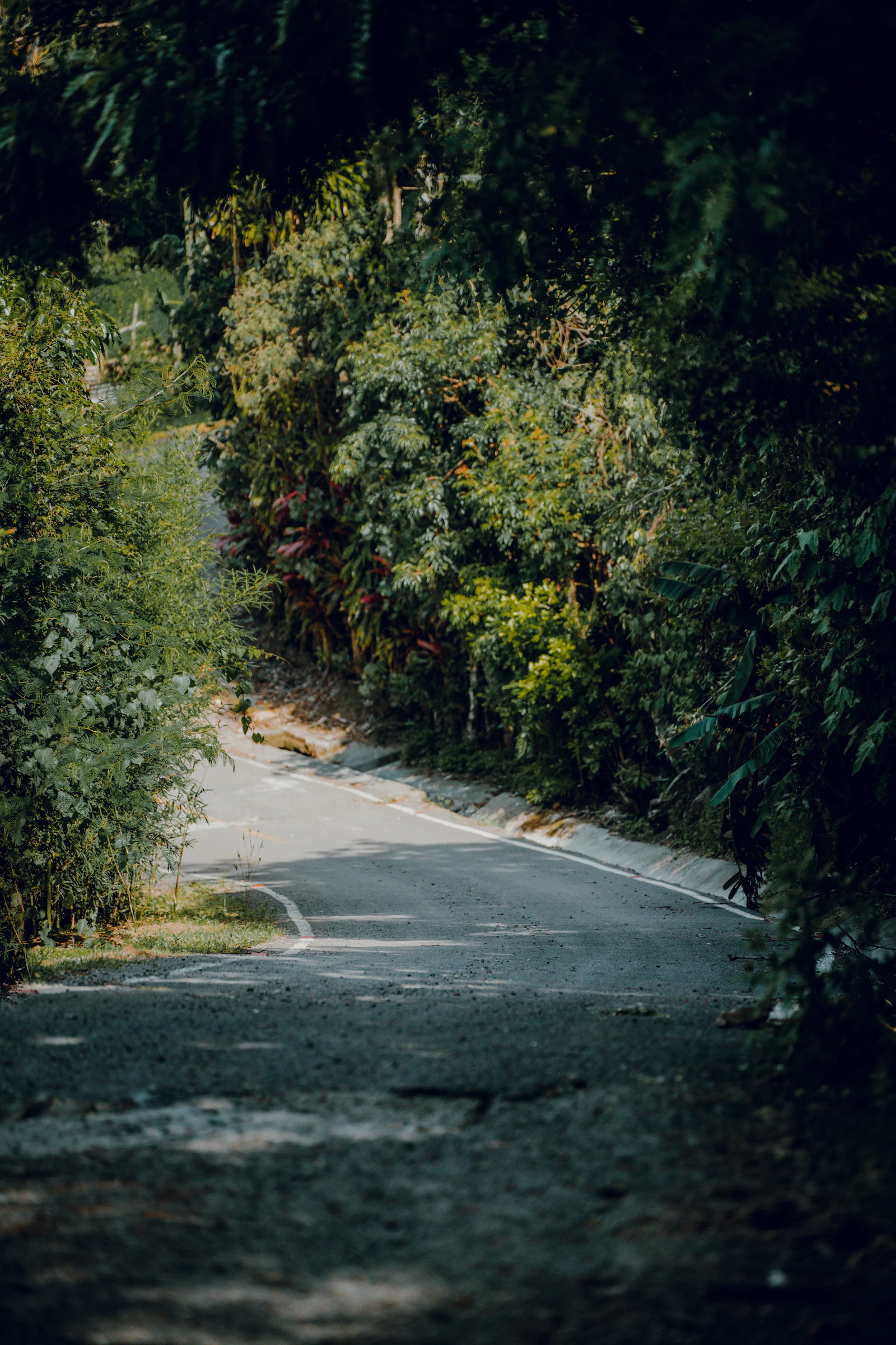 A narrow road disappearing into dense forest in Costa Rica