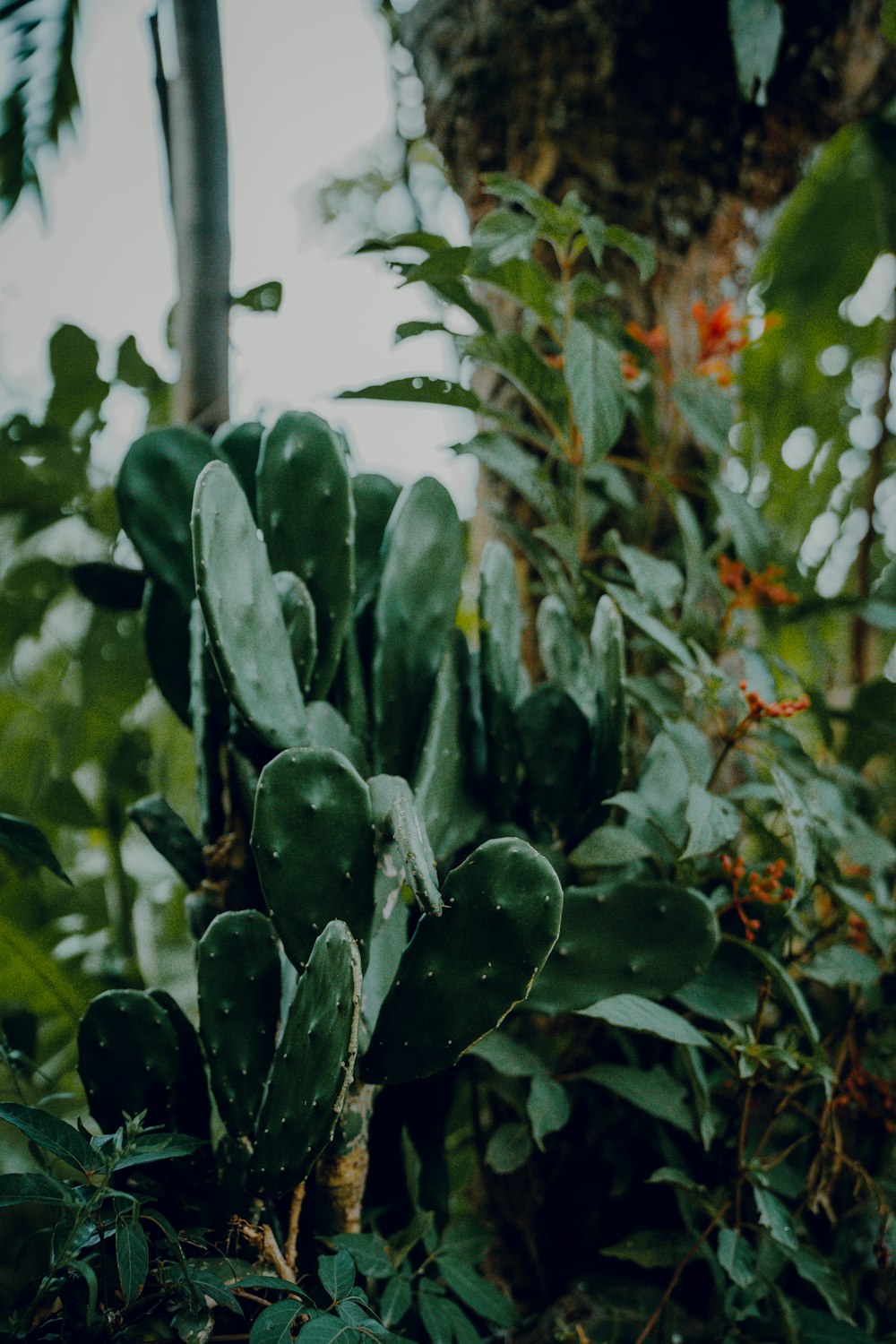 a large green plant in the middle of a forest