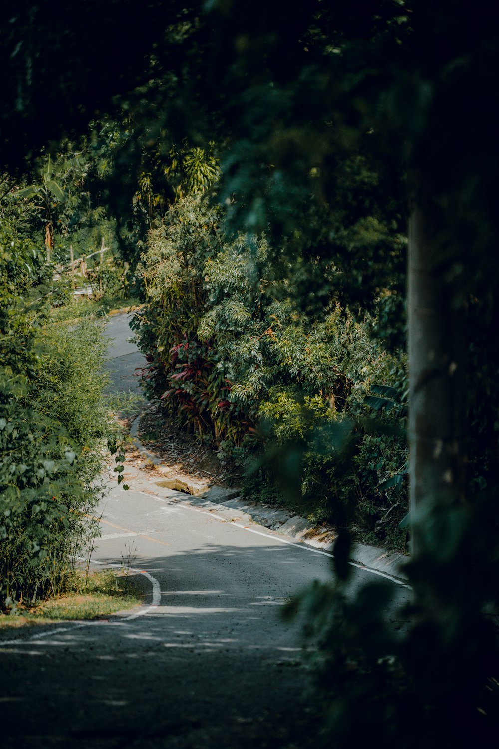 an empty road surrounded by trees and bushes