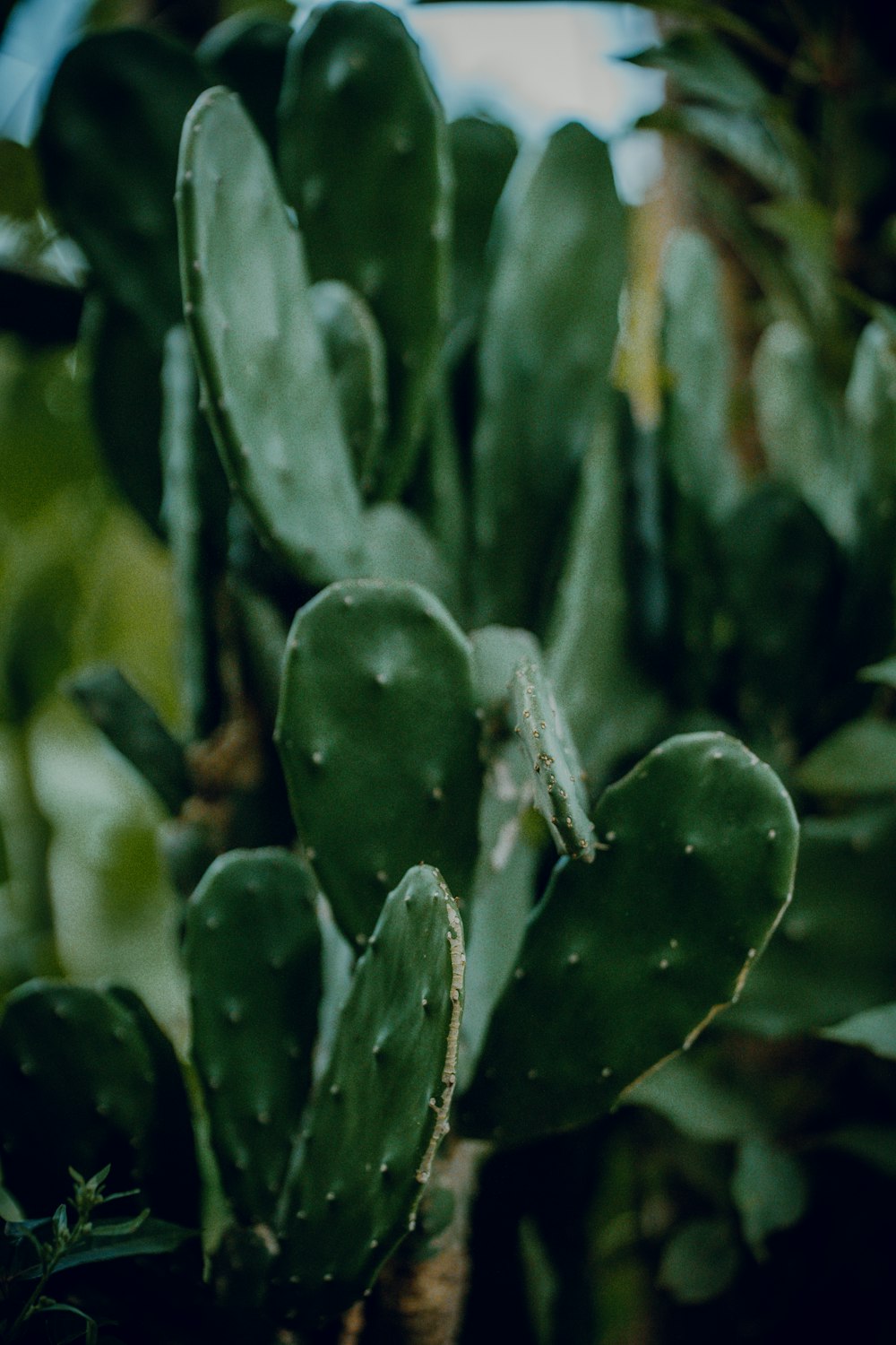 a close up of a green cactus plant