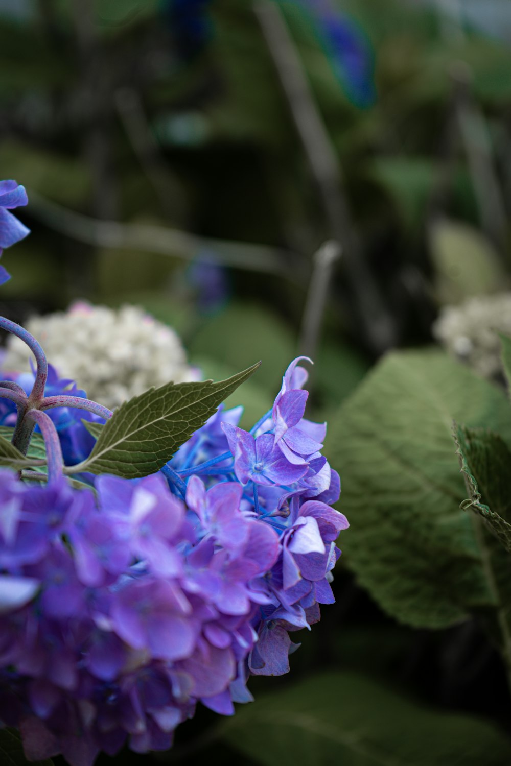 a close up of purple and white flowers