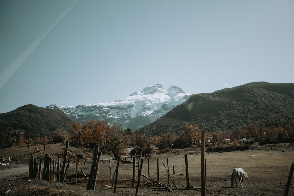 um cavalo pastando em um campo com montanhas ao fundo