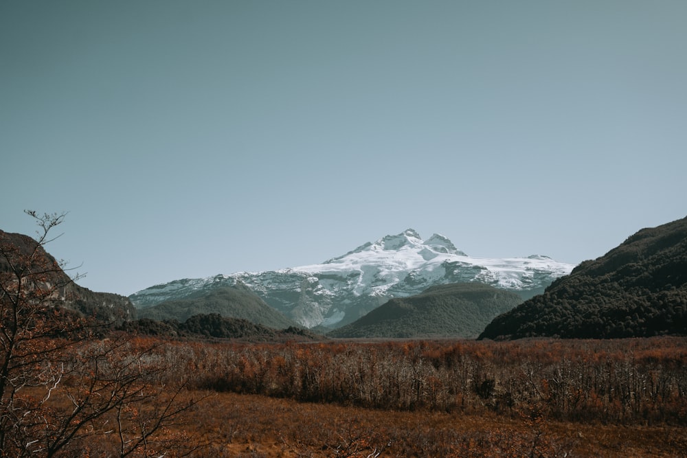 a snow covered mountain in the distance with trees in the foreground