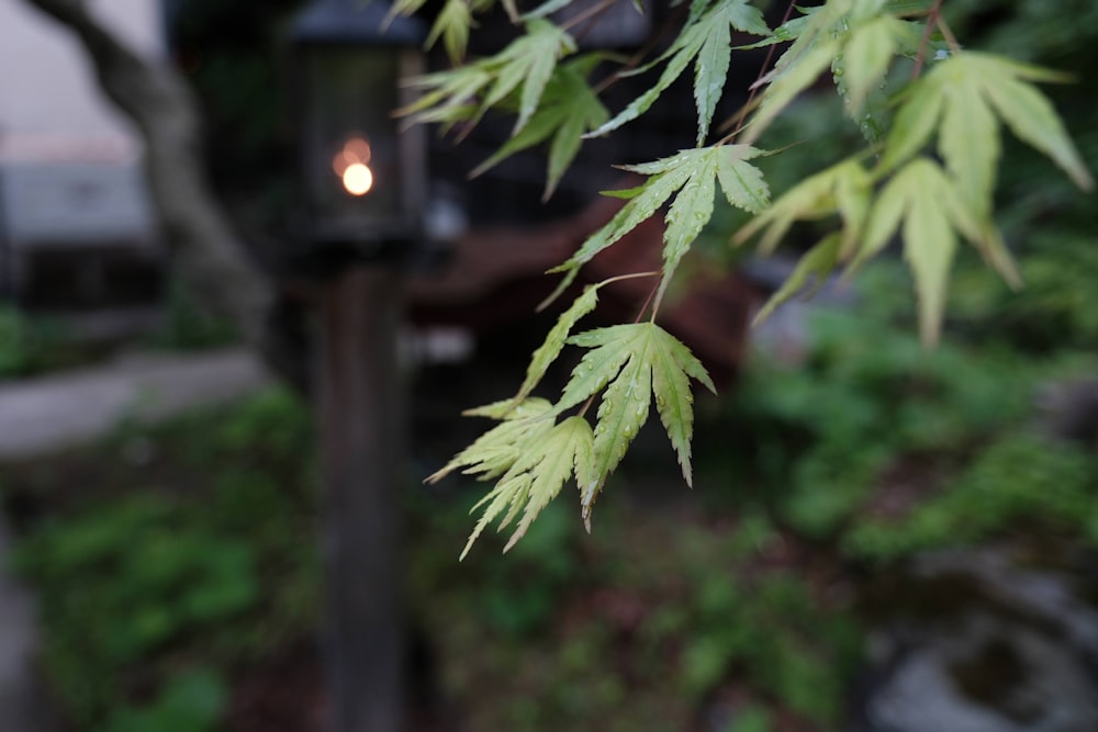 a close up of a tree with a light in the background