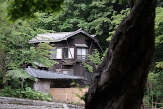 An old wooden house is nestled among lush, green trees. The house has a traditional design with visible wooden beams and a dark, weathered exterior. The surrounding forest is dense, with a variety of leafy green foliage and a tree trunk partially obscuring the view in the foreground. A stone wall outlines the base of the house, and the roof appears to be made of metal.