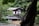 An old wooden house is nestled among lush, green trees. The house has a traditional design with visible wooden beams and a dark, weathered exterior. The surrounding forest is dense, with a variety of leafy green foliage and a tree trunk partially obscuring the view in the foreground. A stone wall outlines the base of the house, and the roof appears to be made of metal.
